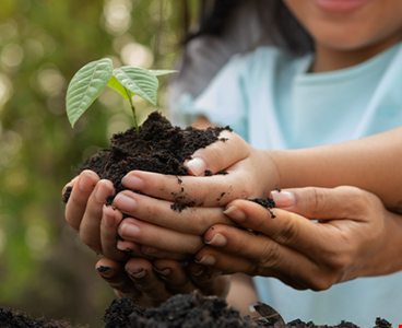 Hands holding young plant soil environment