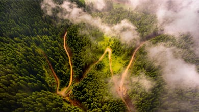 Aerial view of forest