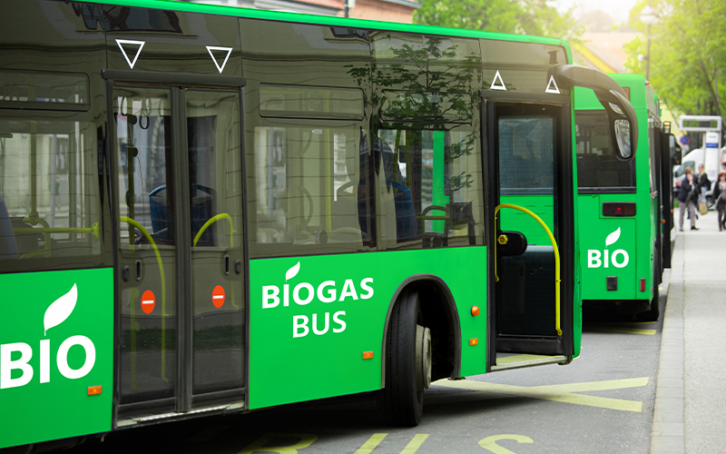 Buses powered by biogas on a city street